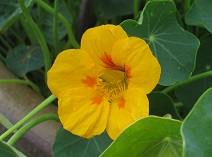 blomsterkarse