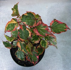 kamaeleonplante
