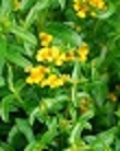 lakrids-tagetes